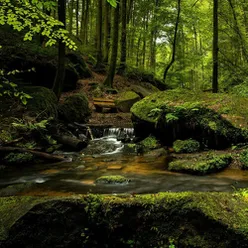 Beauty In Nature | Woodlands Heavy Rain