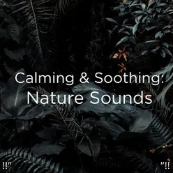 !!" Calming & Soothing: Nature Sounds "!!