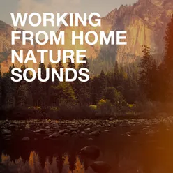 Working from Home Nature Sounds