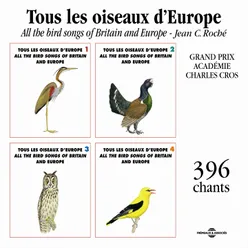 Grande Outarde Great Bustard