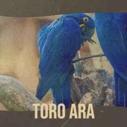 Toro Ara
