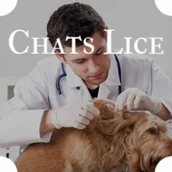 Chats Lice