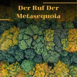 Der Ruf Der Metasequoia