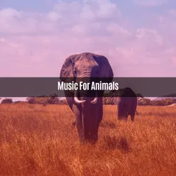 MUSIC FOR ANIMALS