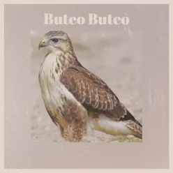 Buteo Buteo