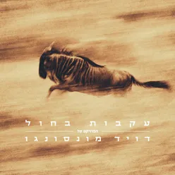 עקבות בחול - הפרויקט של דויד מונסונגו