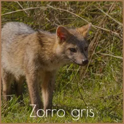 Zorro Gris