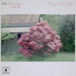 Lavender Farm #2