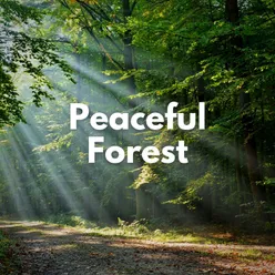 Summer Peaceful Forest