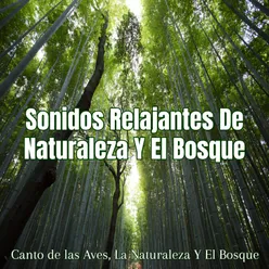 Sonidos Relajantes De Naturaleza Y El Bosque