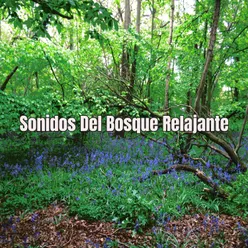 Sonidos Del Bosque Relajante