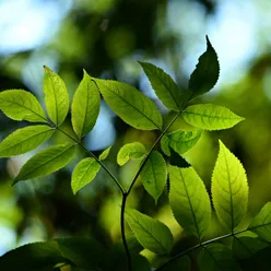 Budismo y Meditación