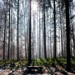 Caminar Por El Bosque