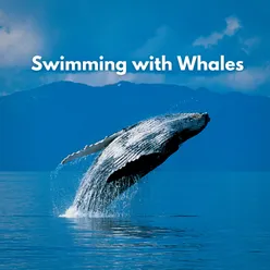 Swimming with Whales