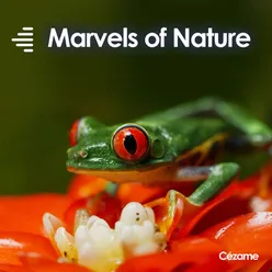 Marvels of Nature