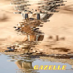 Gazelle