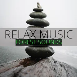 Sonidos Del Bosque Relajantes Relax Forest Sounds