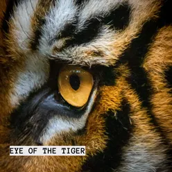 Eye Of The Tiger Ojo De Tigre