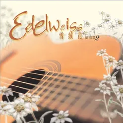 Edelweiss 雪絨花