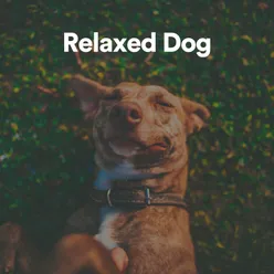 Relaxed Dog