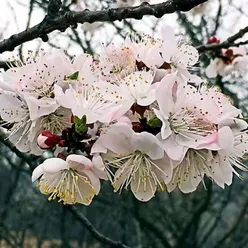 等到白杏花开时 伴奏