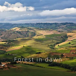 Forest in dawn