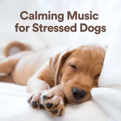 Calming Music for Stressed Dogs, Pt. 2