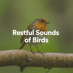 Restful Sounds of Birds, Pt. 6