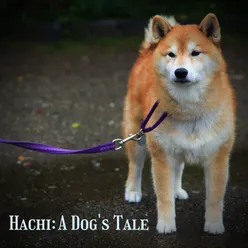 Hachiko From "Hachi: A Dog's Tale"