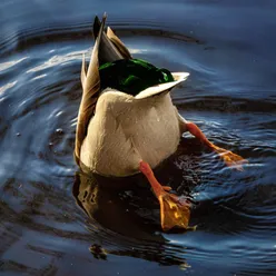 Canard