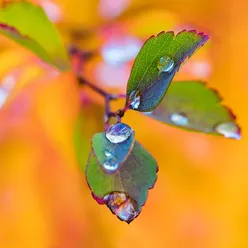 梧桐更兼细雨 催眠曲5分钟入睡