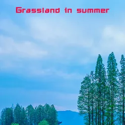 Grassland in summer