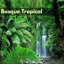 Bosque Tropical