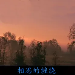 雨中的玫瑰花