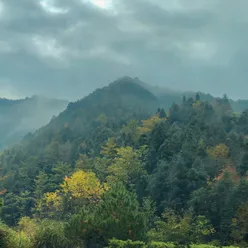 林间鸟乐园