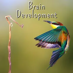 Brain Development