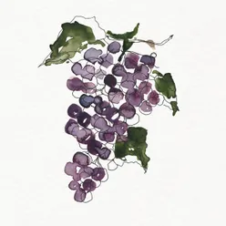 Sangiovese