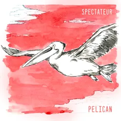 Pelican