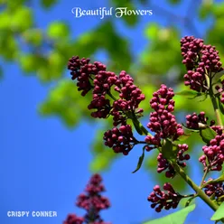 Beautiful Flowers