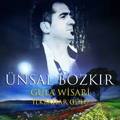 Gula Wisari-İlkbahar Gülü