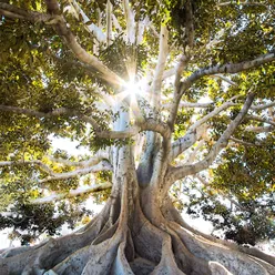 Corcovado