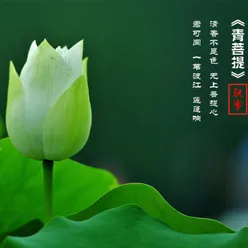 青菩提 伴奏