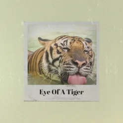 Eye Of A Tiger