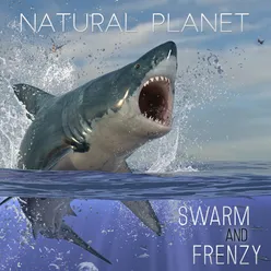 Natural Planet: Swarm and Frenzy
