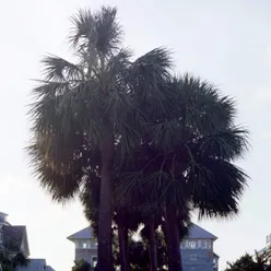 Palmetto