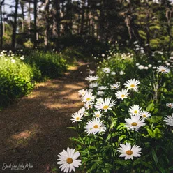 Flowery Path