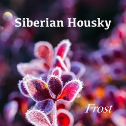 Siberian Housky