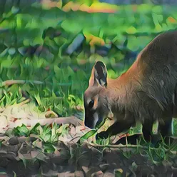 Eating Grass