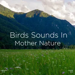 !!!" Birds Sounds In Mother Nature  "!!!