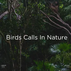 !!!" Birds Calls In Nature "!!!